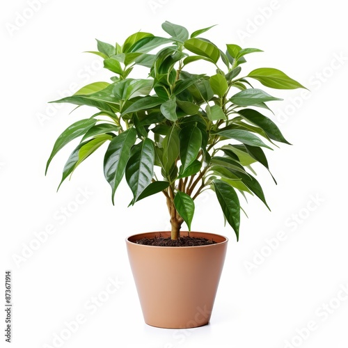 Wallpaper Mural Potted Green Indoor Plants Isolated on White Background. Torontodigital.ca