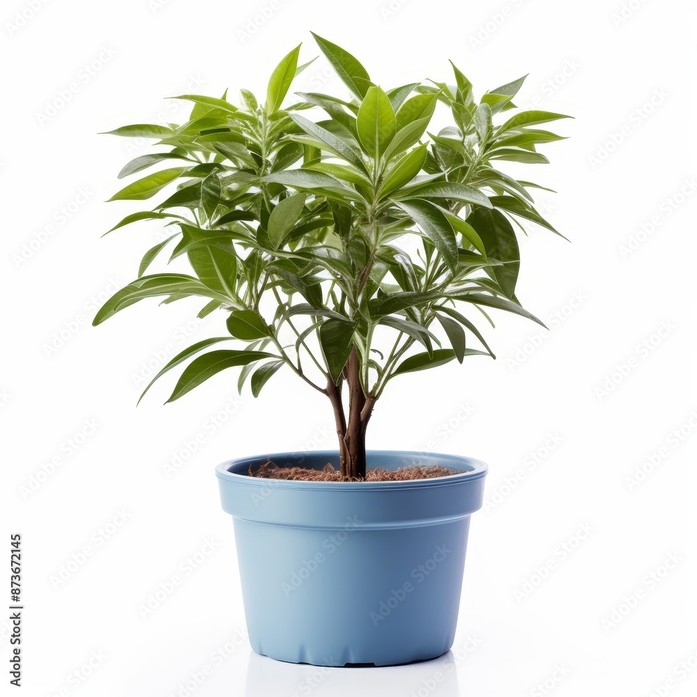 Potted Green Indoor Plants Isolated on White Background. Potted Green Indoor Plants Isolated on White Background.