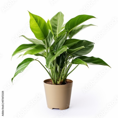 Wallpaper Mural Potted Green Indoor Plants Isolated on White Background. Torontodigital.ca
