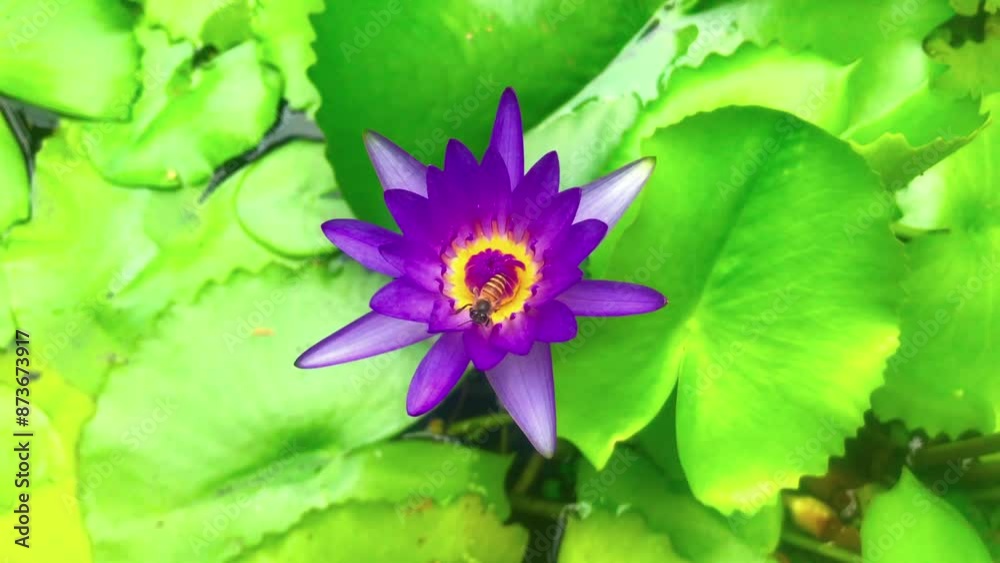 Flying bee perches on a blooming purple lotus flower, beautiful 4k footage of flowers and animals for advertising or films Flying bee perches on a blooming purple lotus flower, beautiful 4k footage of flowers and animals for advertising or films