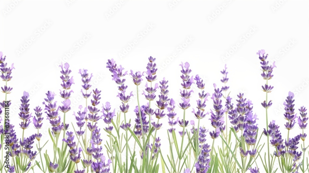Obraz premium Lavender Blooms on a White Background