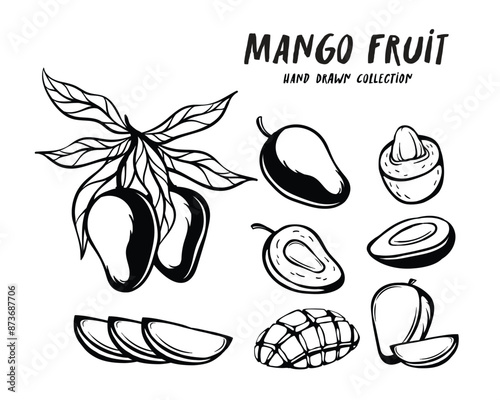 Mango fruit hand drawn concept on white background