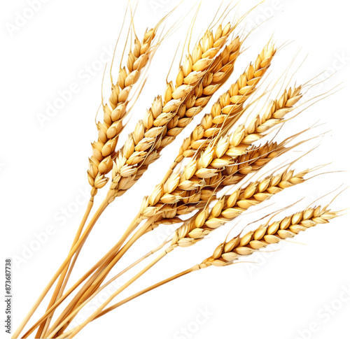 Wheat grain isolated on Transparent background. png