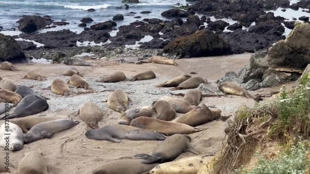 Cinematic wide panning shot of northern elephant seals sleeping on the beach at the Elephant Seal Rookery in San Simeon. 4K Cinematic wide panning shot of northern elephant seals sleeping on the beach at the Elephant Seal Rookery in San Simeon. 4K