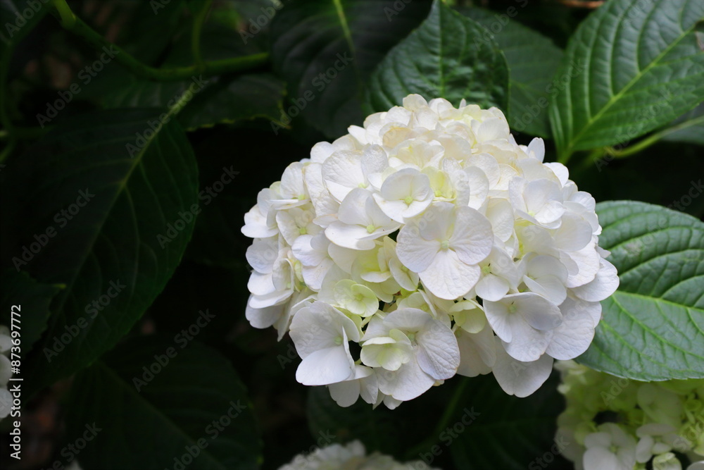 白い紫陽花 白い紫陽花