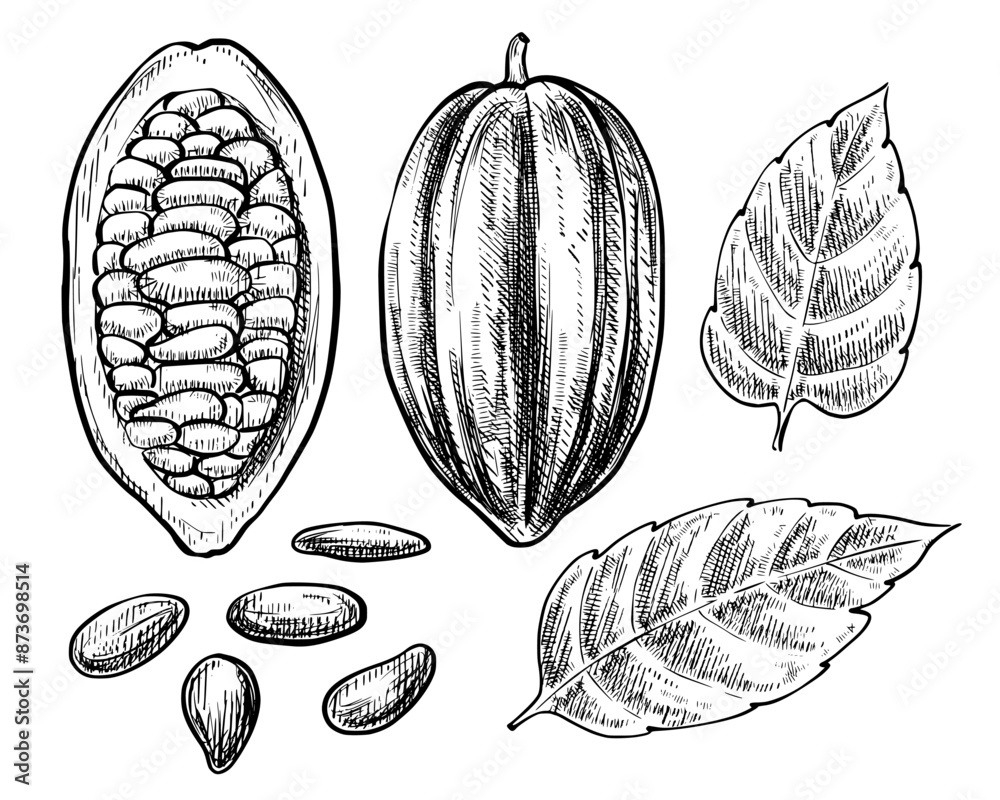 Cocoa beans set vintage vector sketch illustration