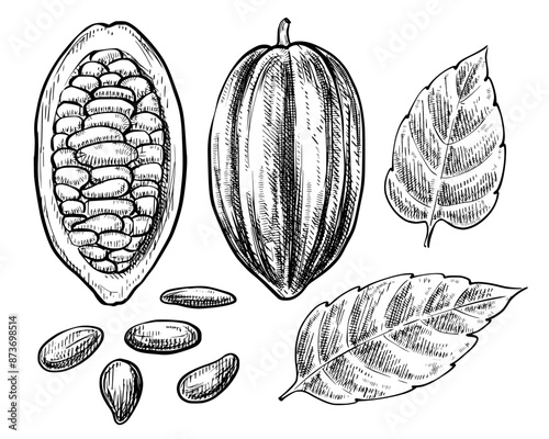 Obraz na płótnie Cocoa beans set vintage vector sketch illustration w salonie