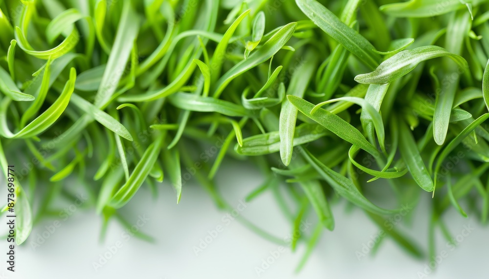 Close-up image of fresh green grass blades. Vibrant green color, representing nature, freshness, and eco-friendly concepts. Close-up image of fresh green grass blades. Vibrant green color, representing nature, freshness, and eco-friendly concepts.