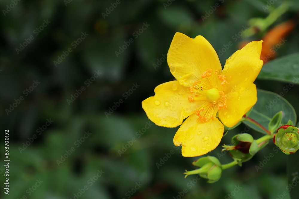 キンシバイの黄色い花 キンシバイの黄色い花