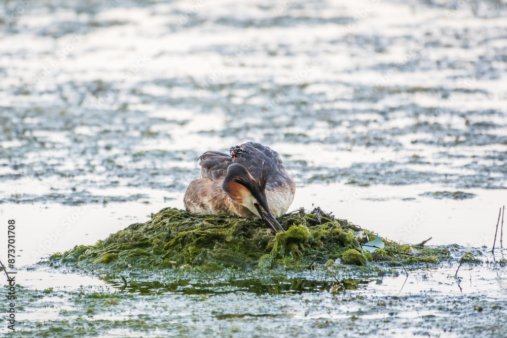 Fototapeta premium Great Crested Grebe, Podiceps cristatus, water bird sitting on the nest, nesting time on the green lake