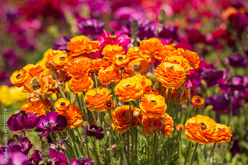 Bunch of orange rununculus blooms at the Flower Fields of Carlsbad.