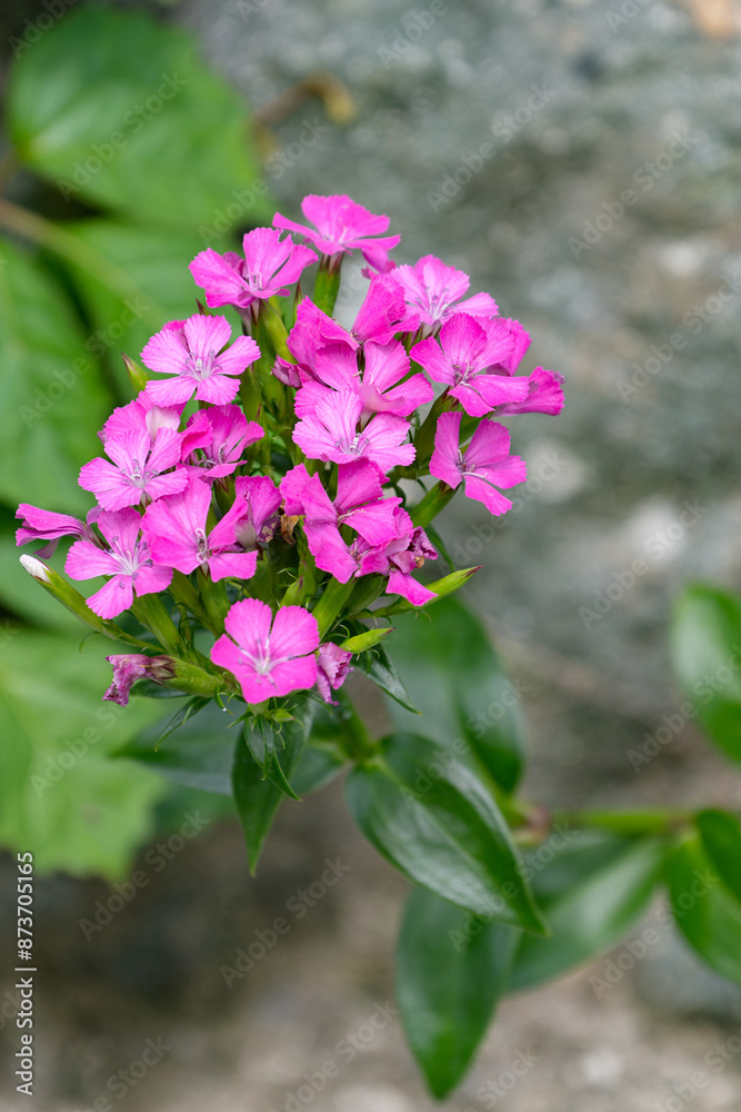 Naklejka premium ハマナデシコの花