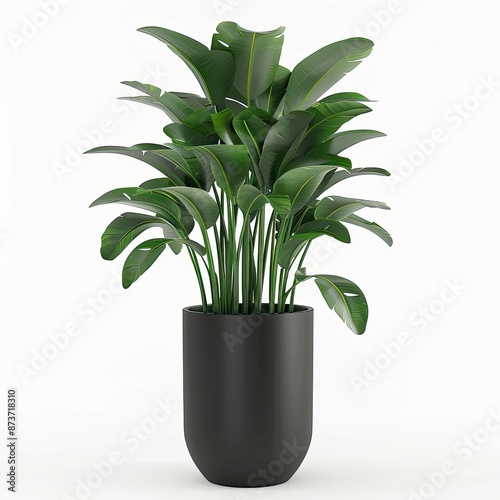 plant pot photography on white background