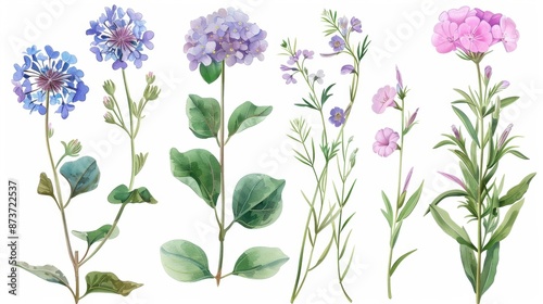Watercolor Illustration of Various Flowers