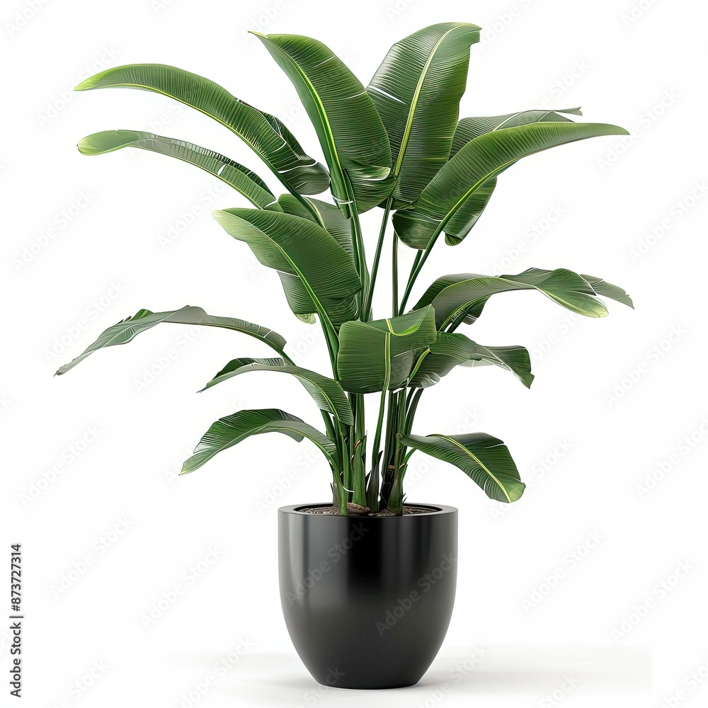 plant pot photography on white background plant pot photography on white background