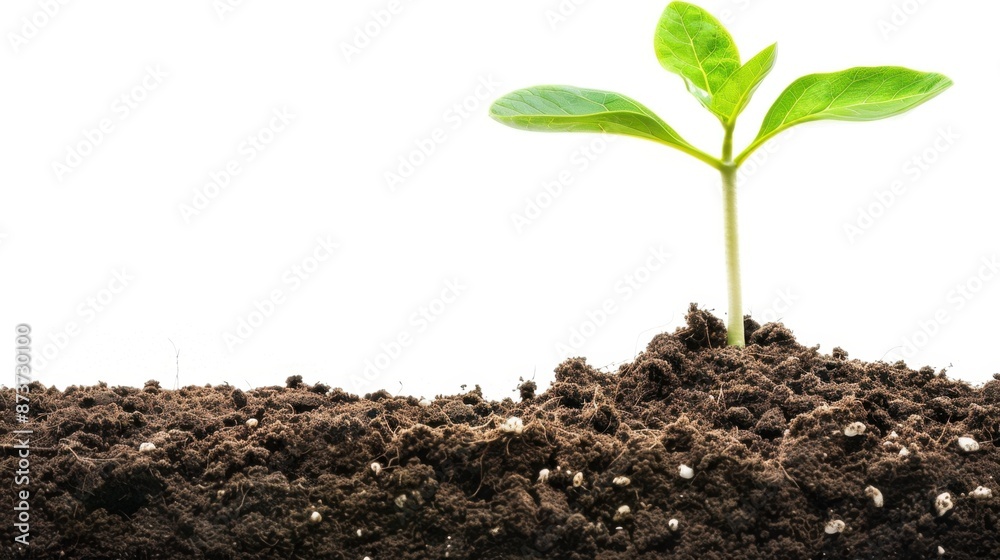Green Sprout Emerging from Soil Green Sprout Emerging from Soil