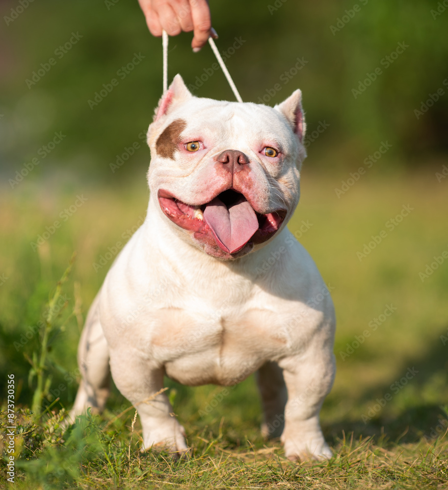 white beautiful male American bully posing in the ring on a green background in summer white beautiful male American bully posing in the ring on a green background in summer