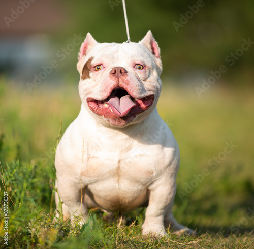 white beautiful male American bully posing in the ring on a green background in summer photo