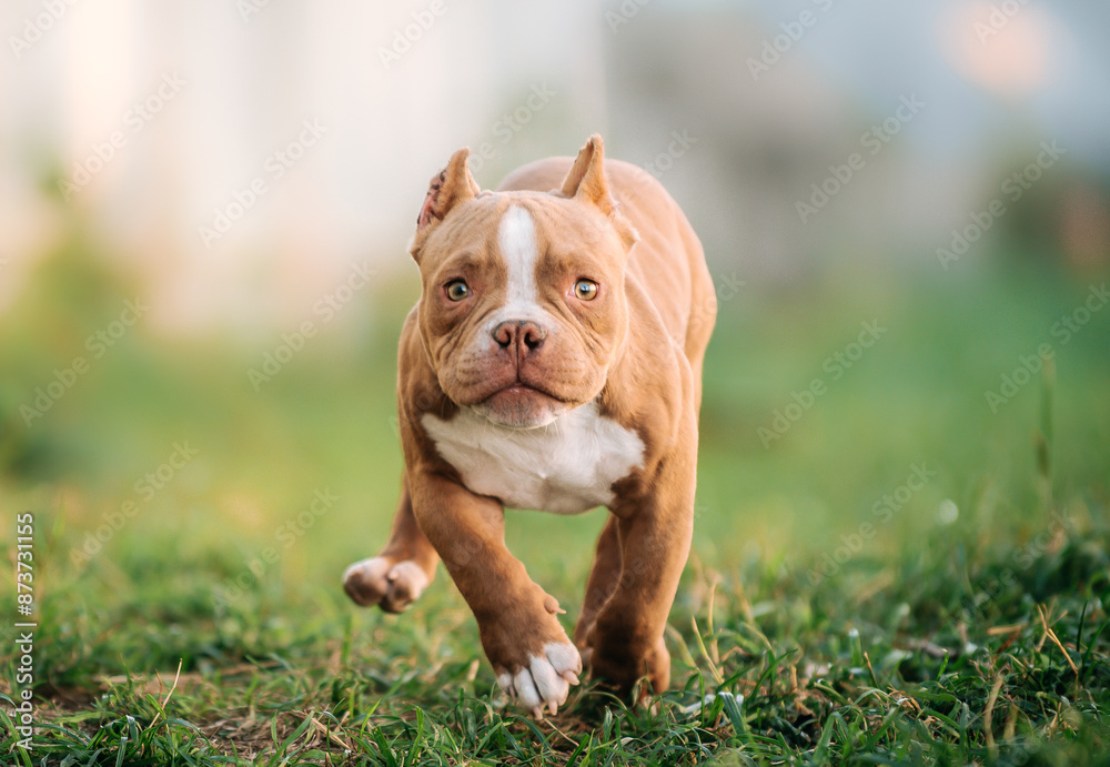 American Bully puppy walking on the grass American Bully puppy walking on the grass