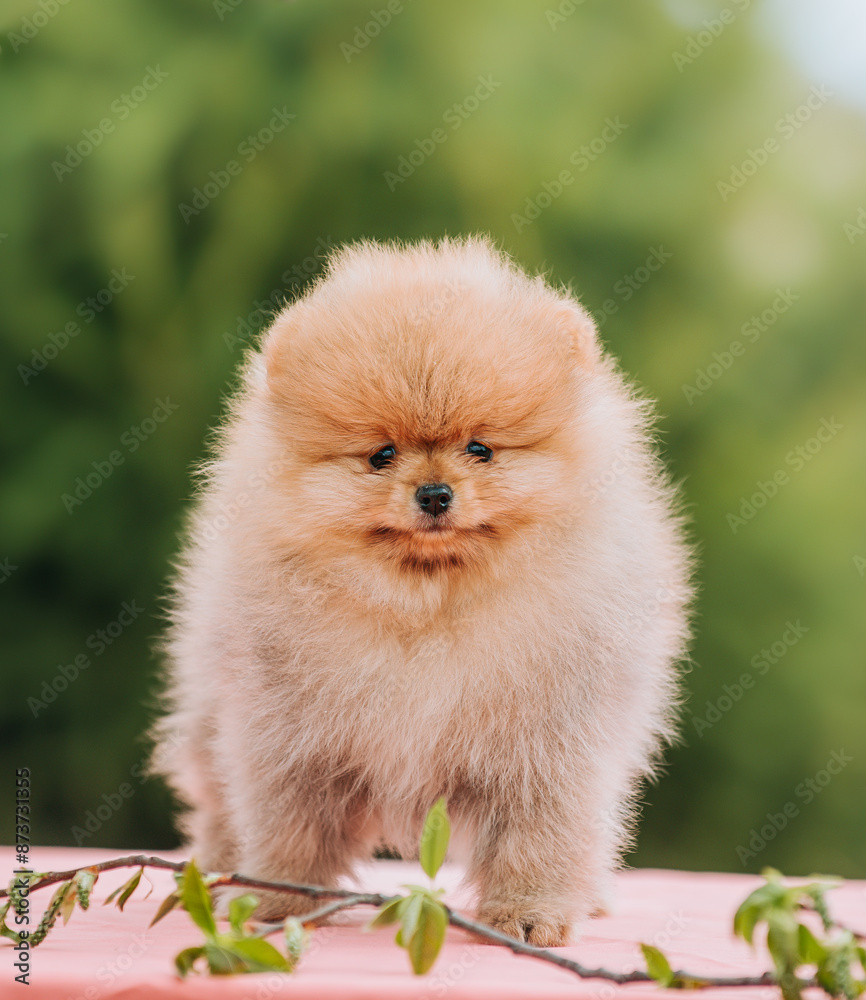 small fluffy red spitz against a background of trees small fluffy red spitz against a background of trees