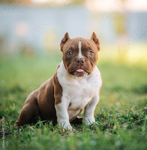 American Bully puppy sitting on the grass