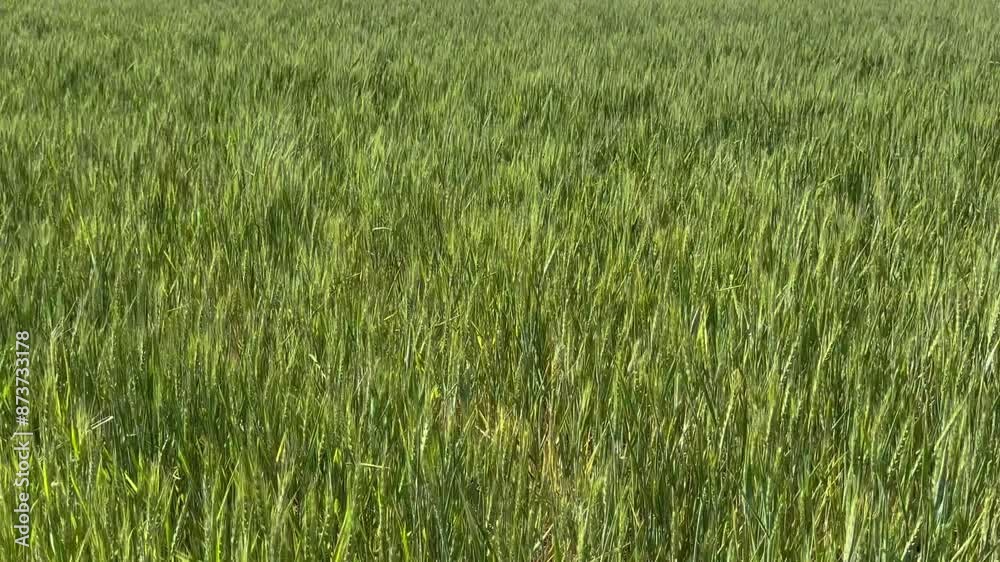 Field of Green wheat swaying in the wind Field of Green wheat swaying in the wind
