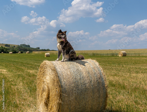 chien akita dans un paysage agricole, un chien akita bringé sur une balle de paille dans une nature rurale, en été au soleil