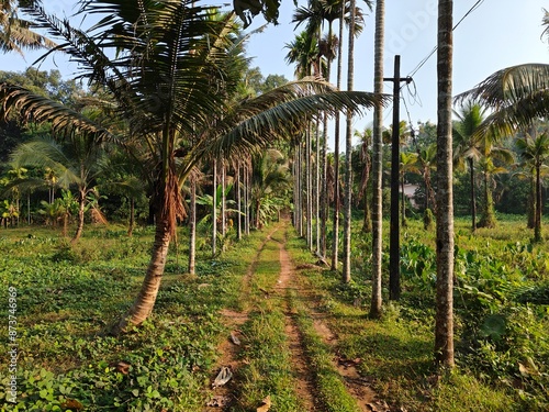 Green landscape of a farm in kerala filled with coconut trees. eye catching vacation view of nature in the sount india. sunny day in the fields of palm and coconut trees. green natural background. photo