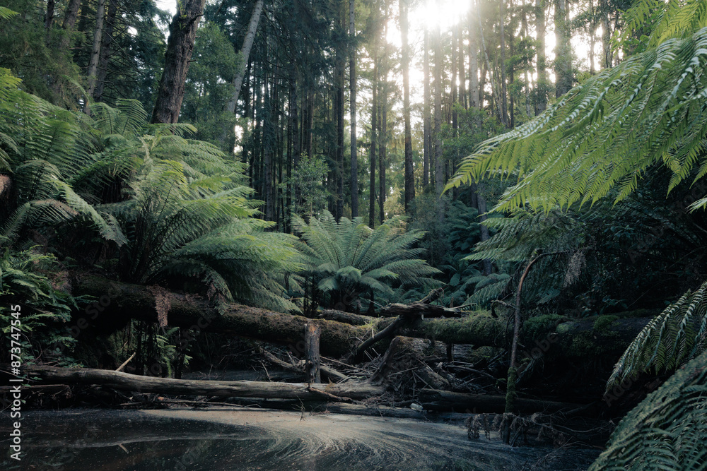 Obraz premium Rainforest river crossing