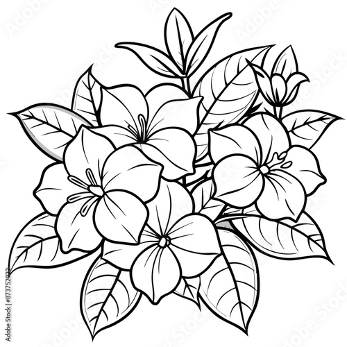 Coloring sheets of Allamanda cathartic flowers