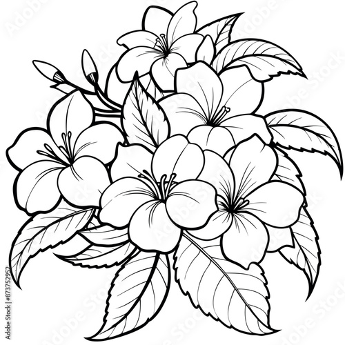 Coloring sheets of Allamanda cathartic flowers