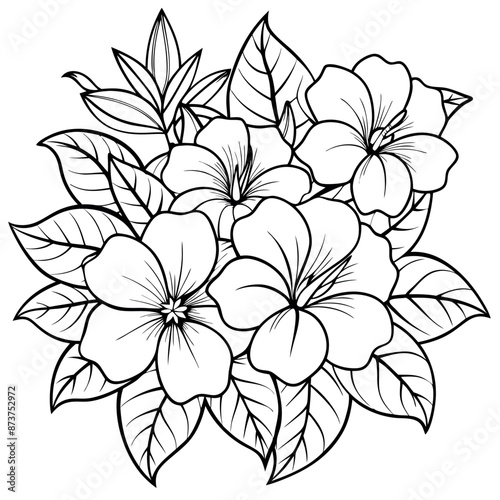 Coloring sheets of Allamanda cathartic flowers
