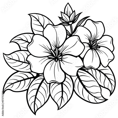 Coloring sheets of Allamanda cathartic flowers