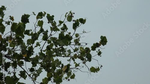 Strong wind blows the leaves of a tree with blue sky in the background. photo