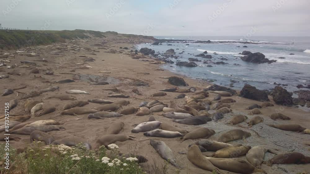 Gimbal wide panning shot of the Northern Elephant Seal Rookery in San Simeon, California. 4K Gimbal wide panning shot of the Northern Elephant Seal Rookery in San Simeon, California. 4K