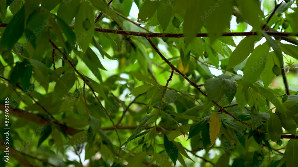Fruits of raw singapore cherry hanging from branches. Fruits of raw singapore cherry hanging from branches.