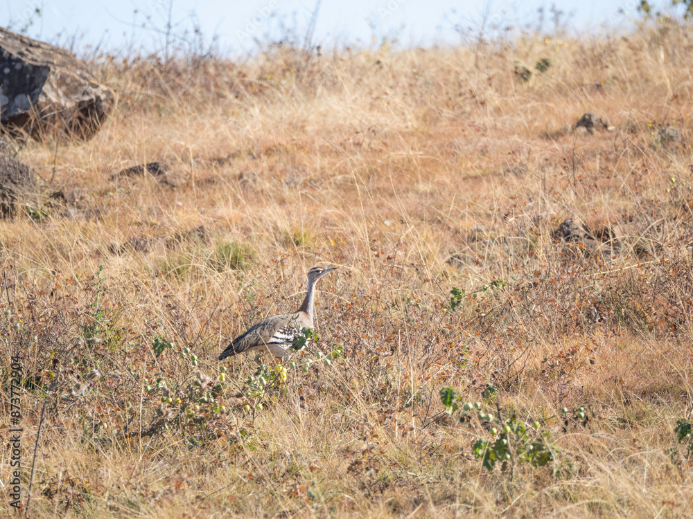 Denham's Bustard