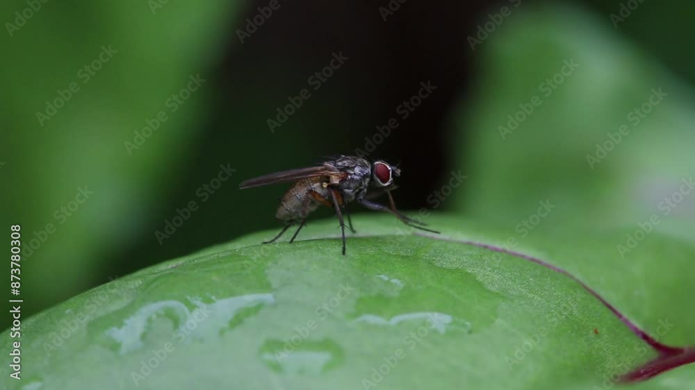 A fly preening on a leaf. Summer. UK A fly preening on a leaf. Summer. UK