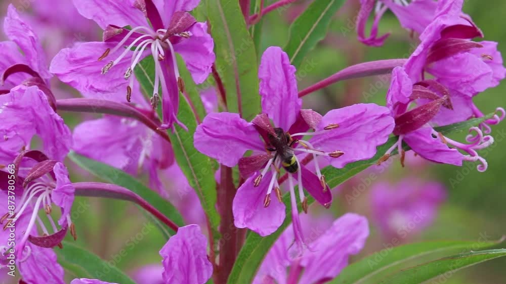 Small wasp on Rosebay Willowherb flowers, Summer. UK Small wasp on Rosebay Willowherb flowers, Summer. UK