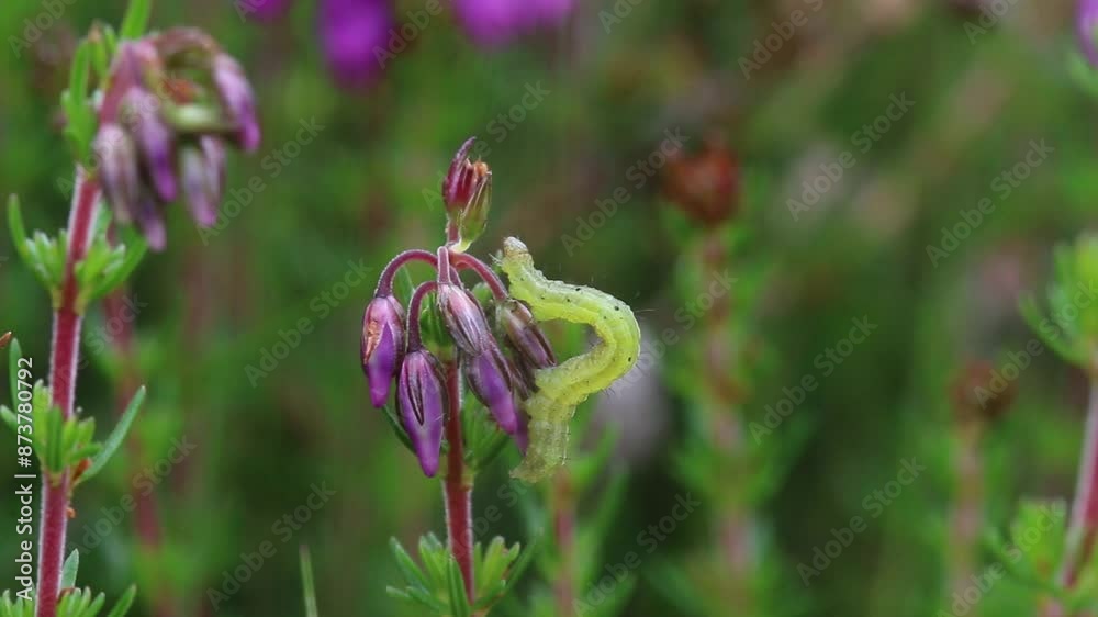 A small green caterpillar of a Geometrid moth on Bell Heather. Highgate Common. Staffordshire. Summer. UK A small green caterpillar of a Geometrid moth on Bell Heather. Highgate Common. Staffordshire. Summer. UK