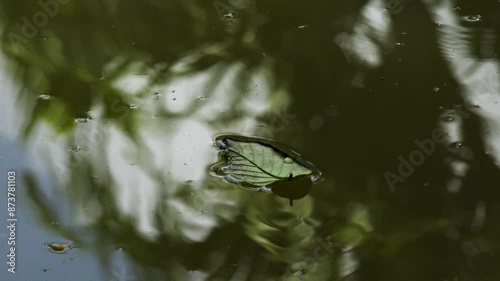 Lesf of tree floating on the surface of the water in the lake. photo