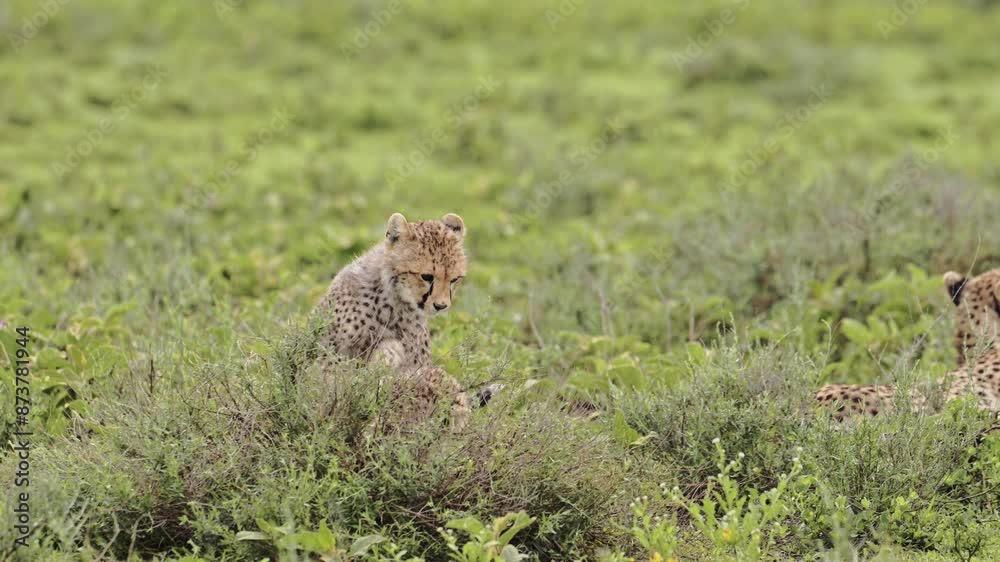 Cute Cheetah Baby Animals in Africa, Cheetahs Cubs Playing in Serengeti Tanzania in Africa, Being Playful in Serengeti National Park on African Wildlife Safari Game Drive with Rough and Tumble Cute Cheetah Baby Animals in Africa, Cheetahs Cubs Playing in Serengeti Tanzania in Africa, Being Playful in Serengeti National Park on African Wildlife Safari Game Drive with Rough and Tumble