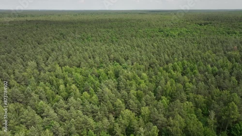 Drone view of a forest in springtime