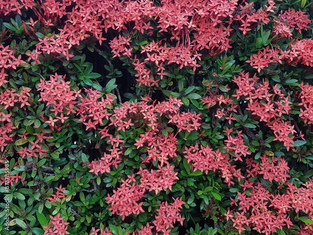 Closeup of red  flower on blurred green background with copy space using as background natural flora landscape, ecology cover page concept.