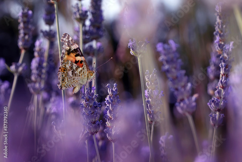 Butterfly. Painted Lady. Vanessa cardui. Macro nature. Nature background. 