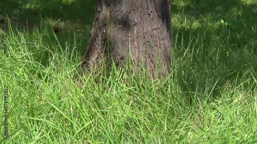 Tree in nature