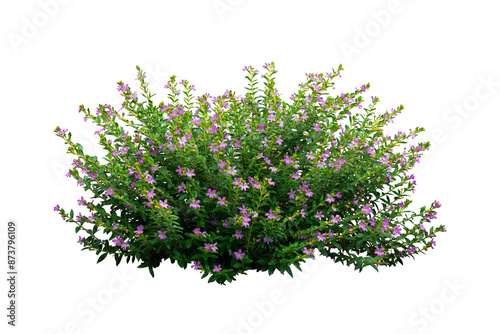 Fototapeta Naklejka Na Ścianę i Meble -  Light purple flower bush isolated