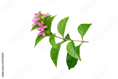 Pink flower branch isolated