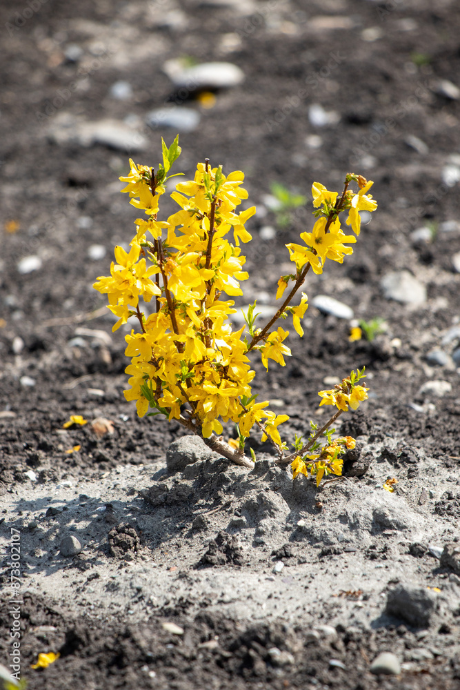 Yellow spring flowers in nature. Yellow spring flowers in nature.