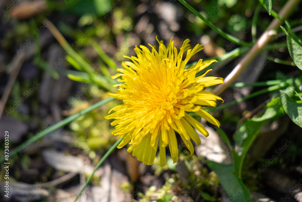 Yellow spring flowers in nature. Yellow spring flowers in nature.